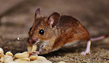 24 Hour & Emergency Exterminators in Leland, NC